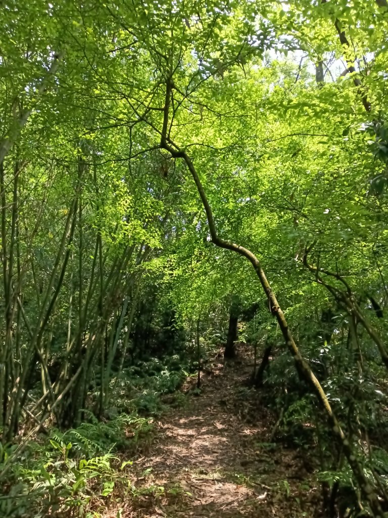 平溪區三功大厝+番子坑山+千階嶺步道O型_2781152