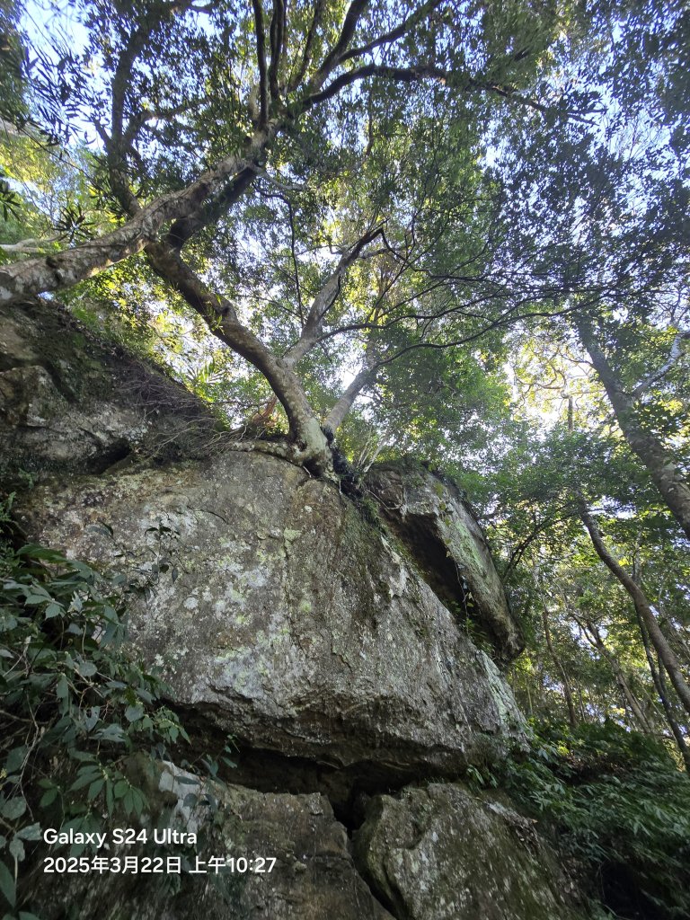 2025-03-22油羅山步道_2743401