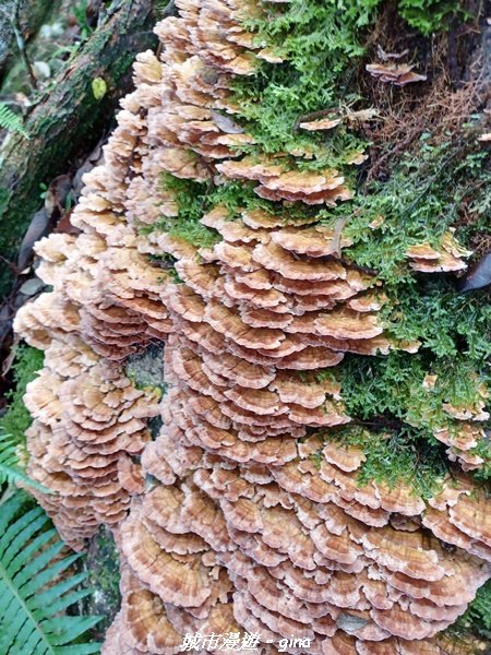 【台中和平】在虐腳的陡上中持續前進。 谷關七雄-八仙山主峰步道_2367692