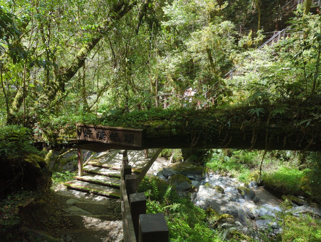 2023.04.16－拉拉山神木步道_2115976