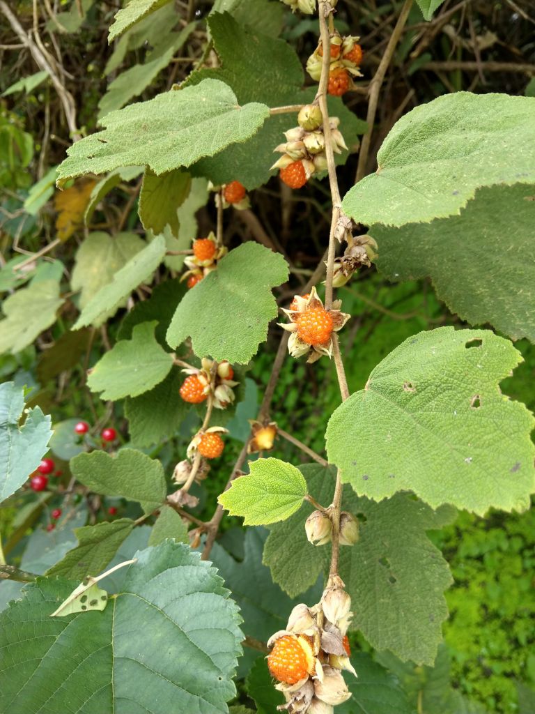 雲嘉五連峰_377131