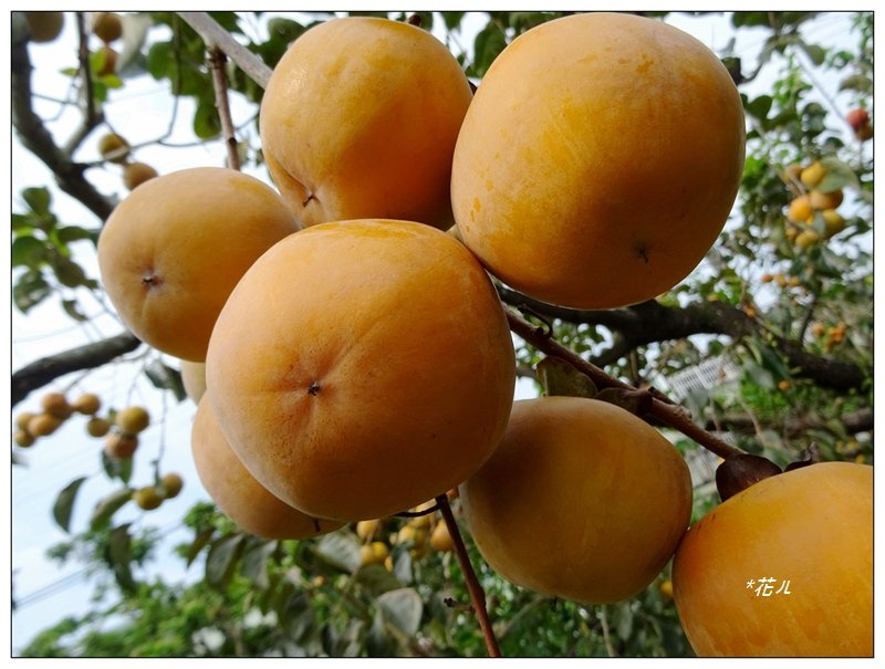 2021嘉義/番路鄉柿子節_1487324