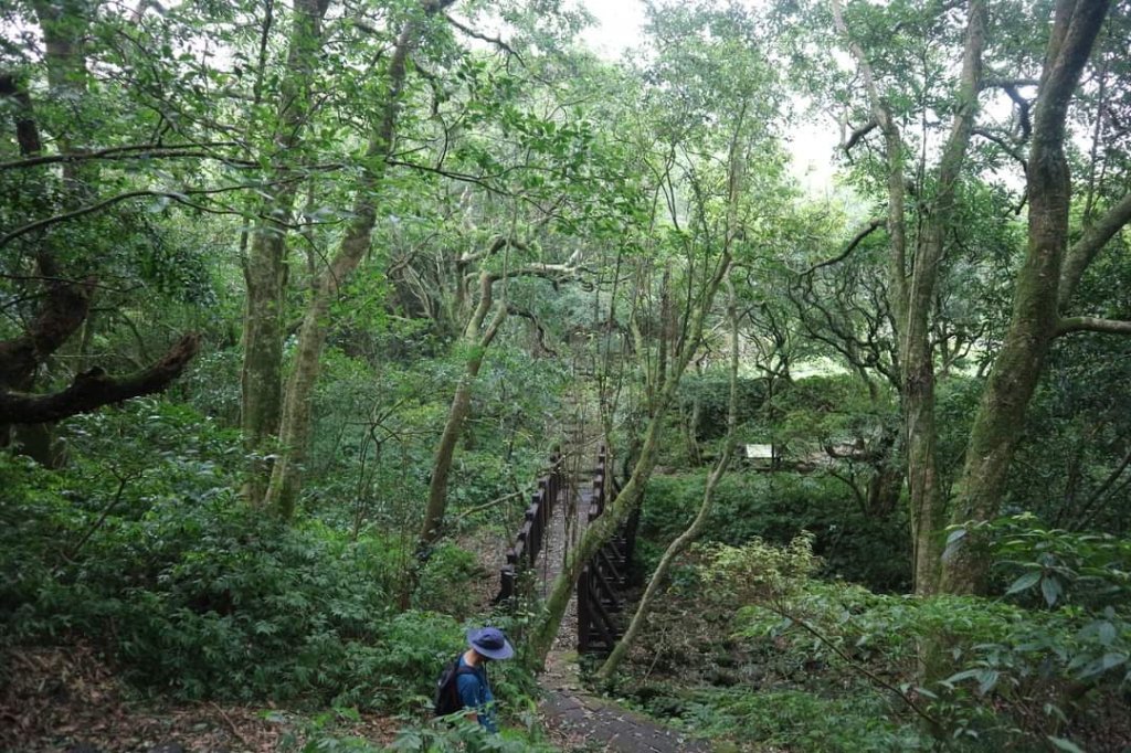 〔陽明山 〕面天山 向天山 向天池 二子坪步道。火山口湖 獨特生物蚌蟲 向天蝦（豐年蝦）_2235399