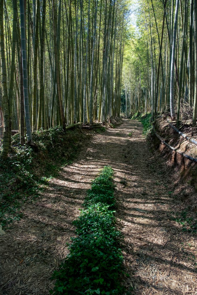 溪頭-烏土堀林道上金柑樹山_2010588