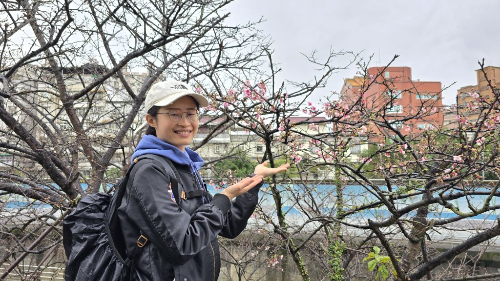 2025樂活夜櫻季搶先看，內湖樂活公園夜櫻季明天熱鬧登場，沿內溝溪3公里近距離欣賞寒櫻、昭和櫻、吉野封面圖
