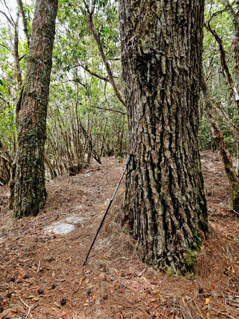 卡拉寶山-小百岳#86-花蓮縣秀林鄉_2796165