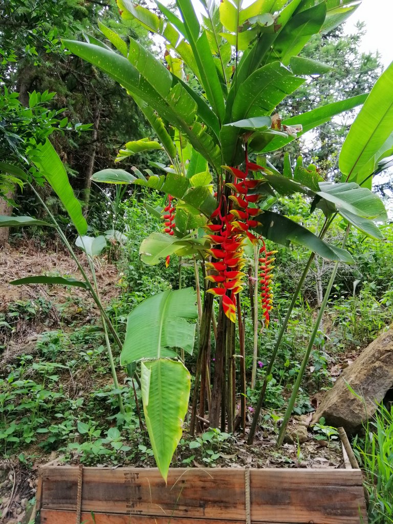 新竹峨眉~步道悠閒走。六寮古道_1103306