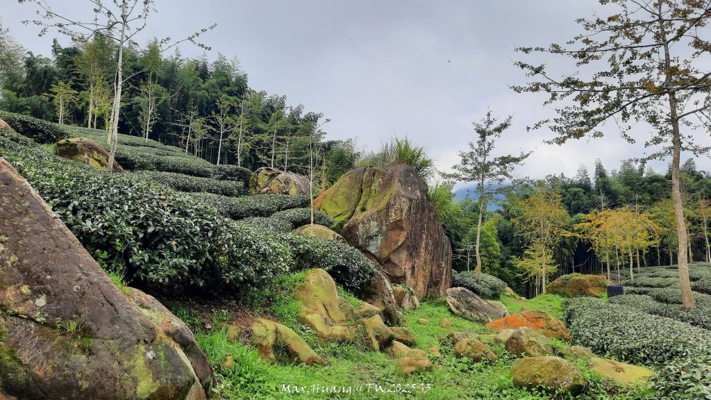 《南投》溪頭三秀｜溪頭山竹崙山志騰山O繞樟仔林林道20250921封面圖