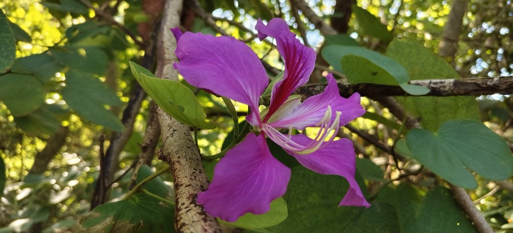 2025/11/09-青青草原步道_2933453