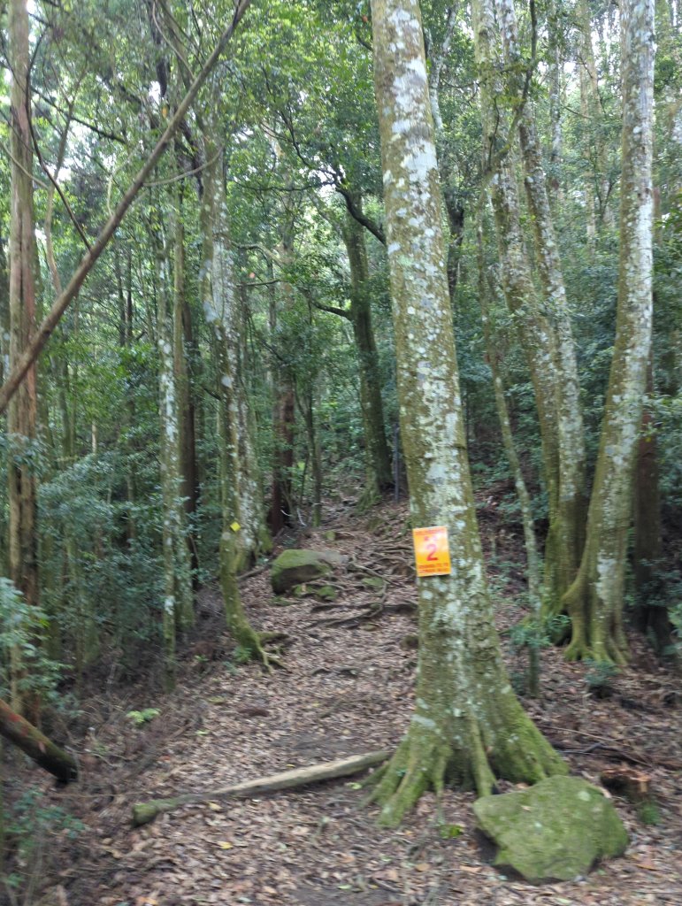 2024.05.04－尋訪加里山_2495536