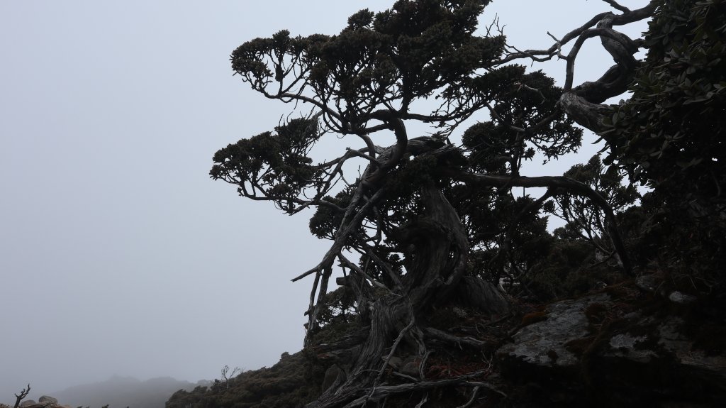 玉山主峰登山健行趣(百岳01號)_2041513