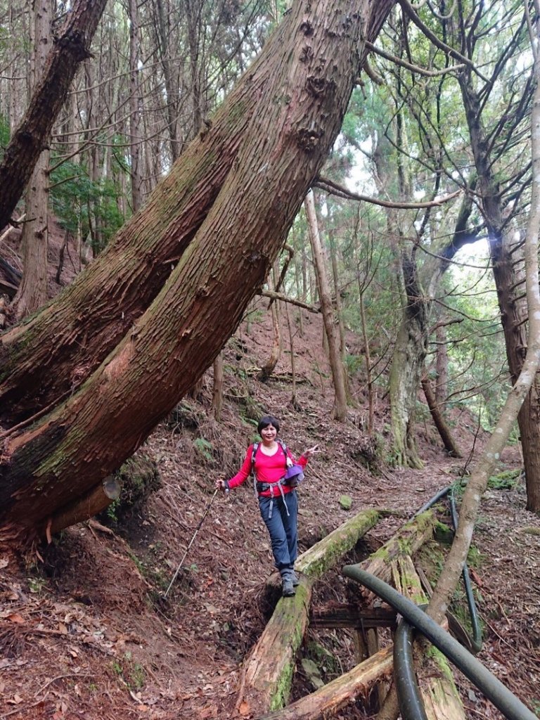 樂山鐵路林道、鹿坑山、尤命神木O走_1468164