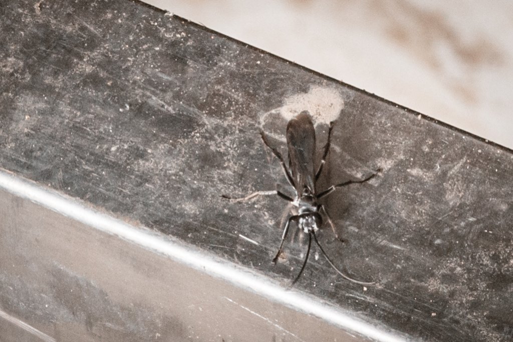 菅芒浪白｜五分山_2356475