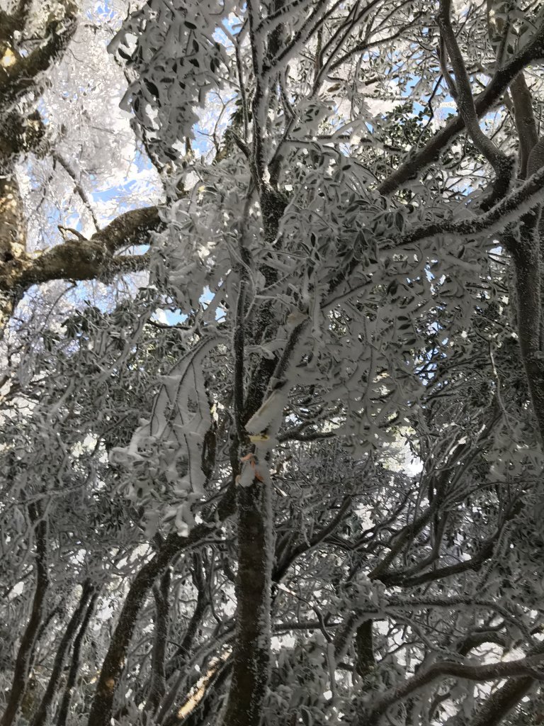 美呆了~雪白內鳥嘴山_1253382