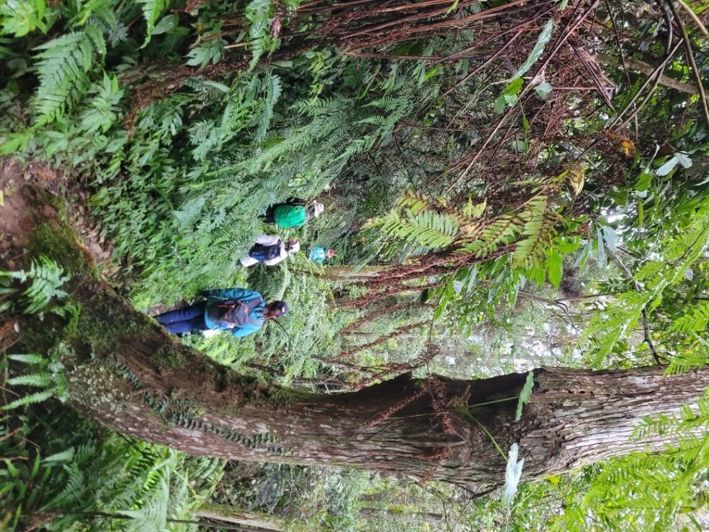 福巴越嶺古道 達觀山 檜山_2016699