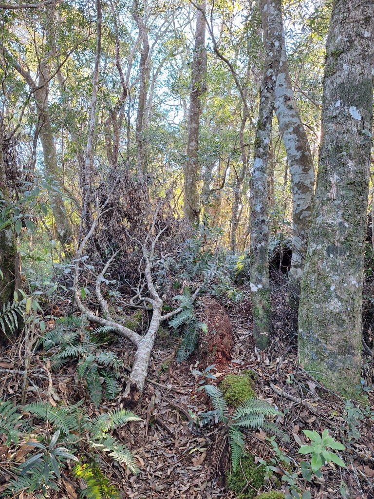 復興三尖之夫婦山+夫婦山西峰20241210_2667262