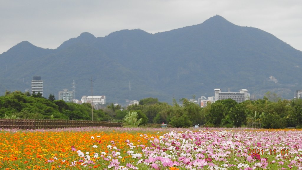 花花世界_1500871