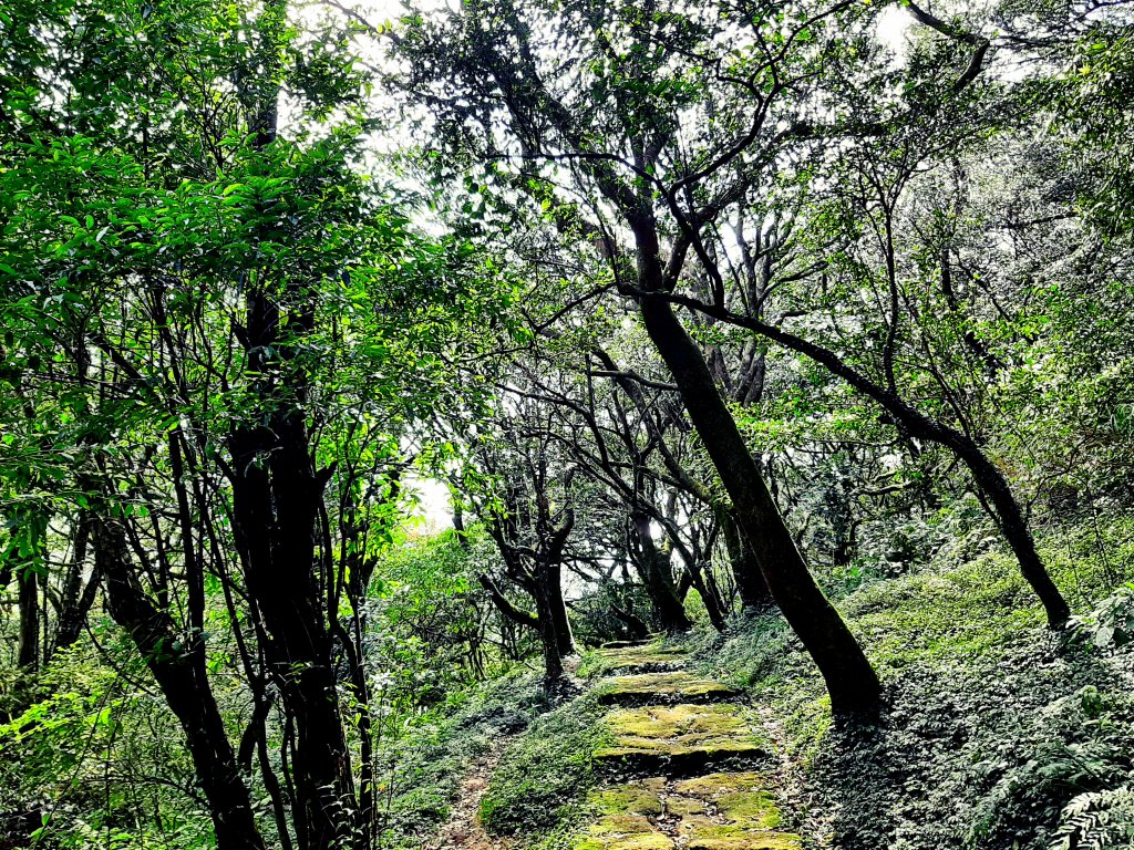 走遍陽明山：大屯山系｜二子坪、菜公坑山步道_2072017