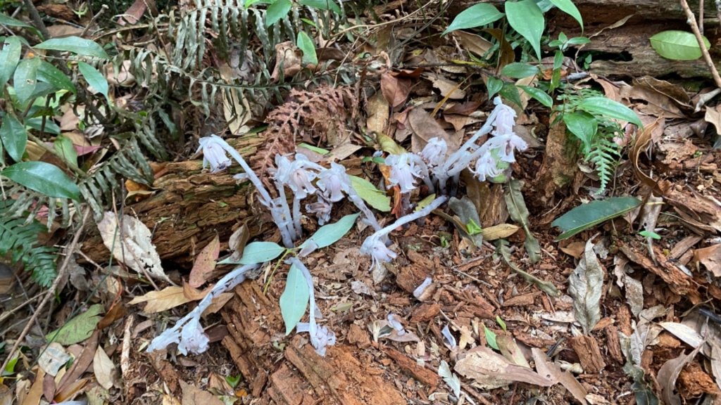 北得拉曼神木群_1374171