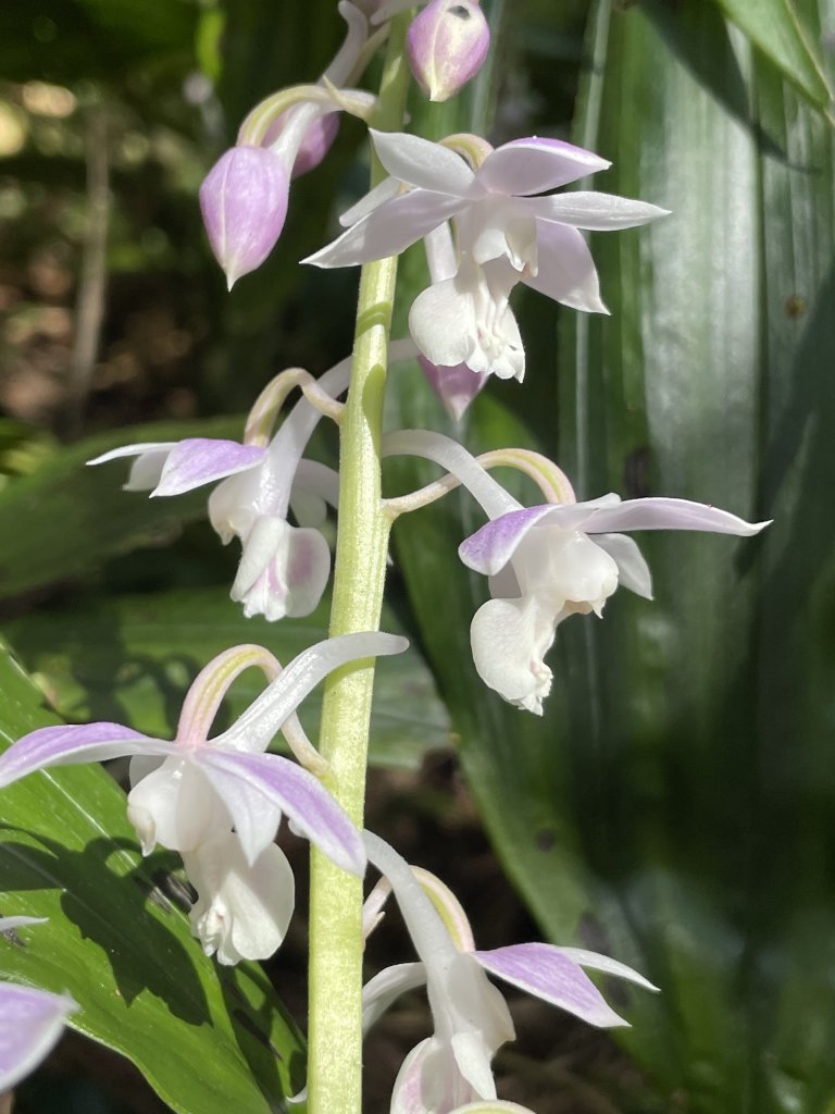 2020/03/12 那結山＆貴妃山 O形縱走_1650305