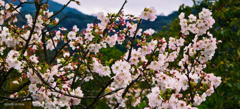 追花是簡單的快樂，賞花是恬淡的幸褔 2/25_2720103