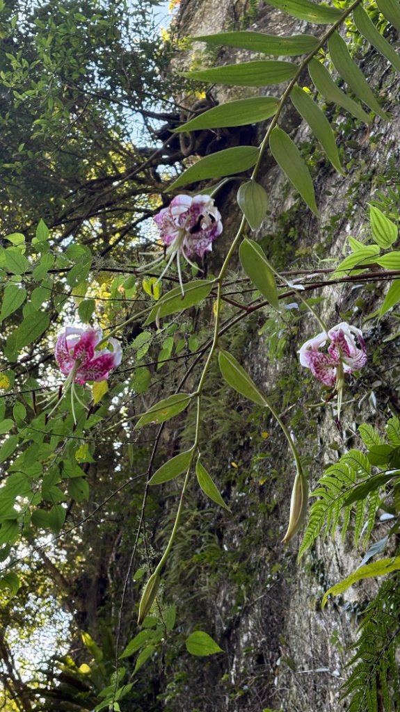 岩壁上的花、艷紅鹿子百合（1_2869006