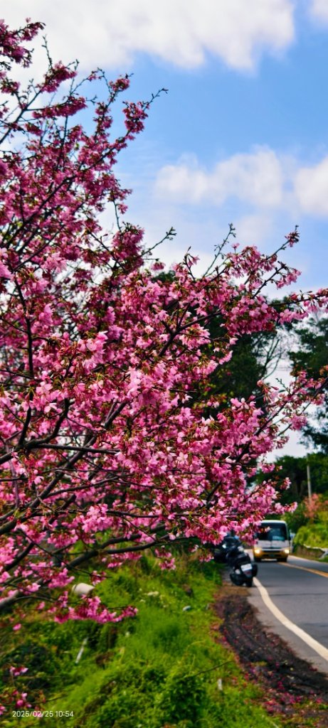 追花是簡單的快樂，賞花是恬淡的幸褔 2/25_2720149