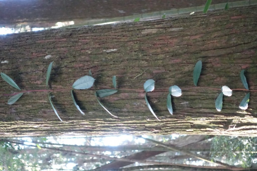 頂湖六連峰_1991690