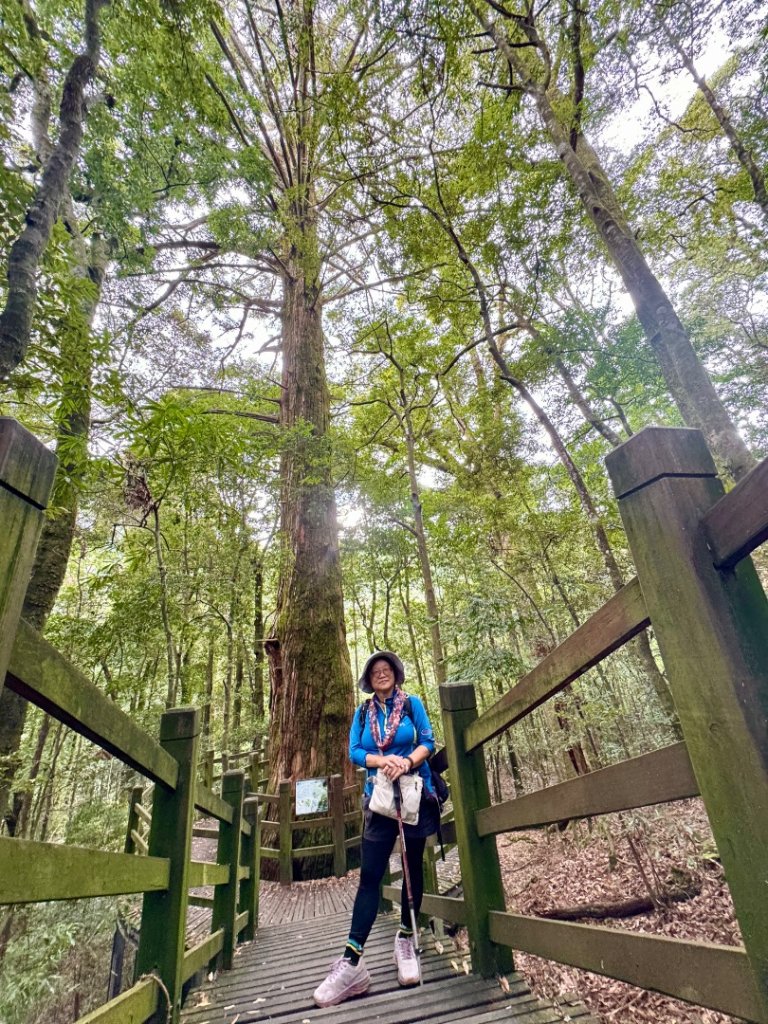 觀霧瀑布 賞鳥步道_2926511