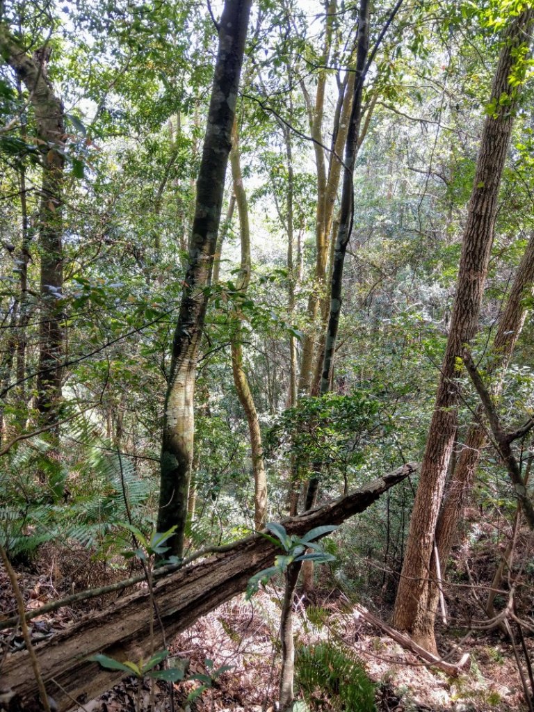 谷關八雄之阿冷山（8）_913595