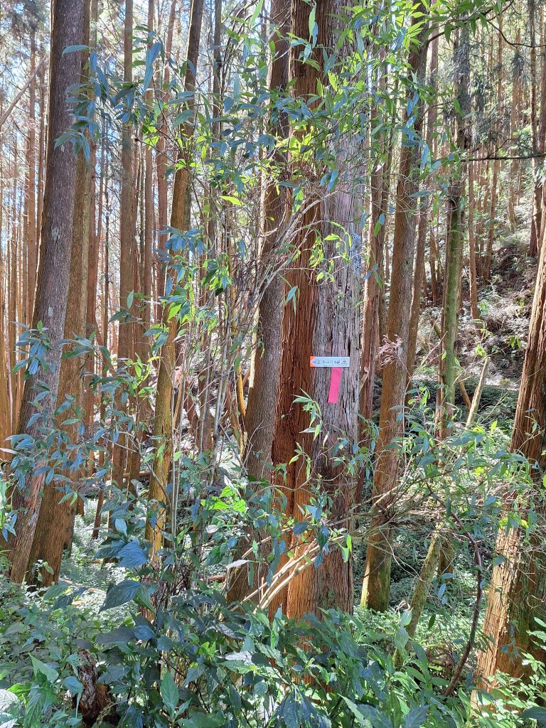 石山引水道20251211_2959524