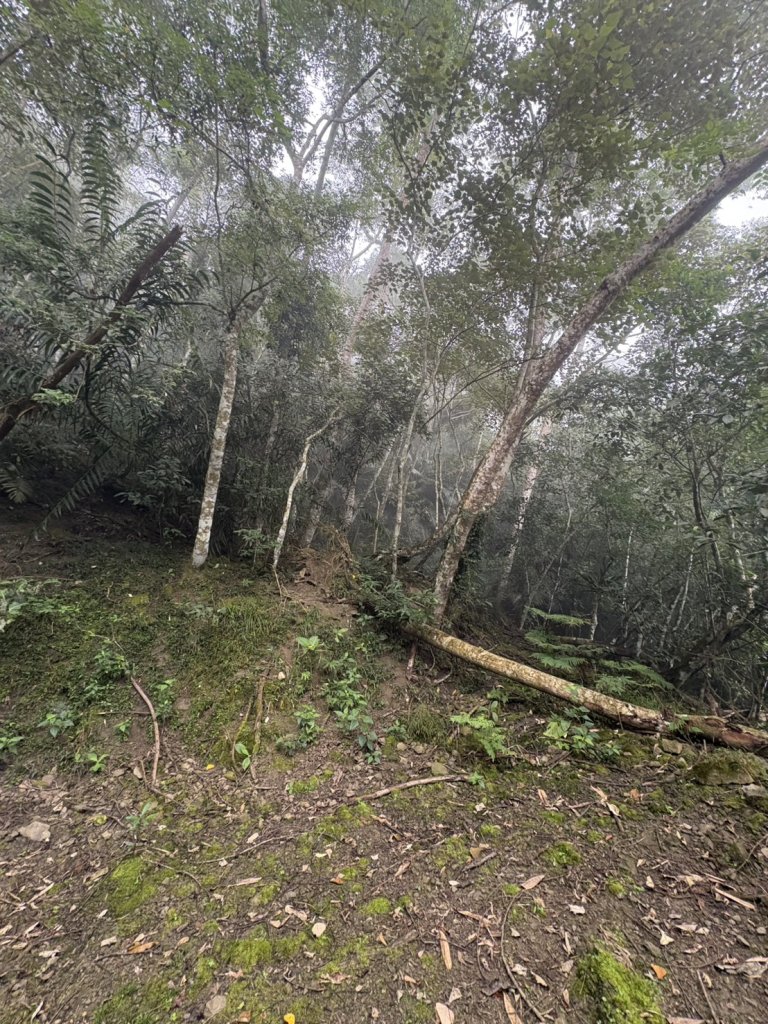 20251108西阿里關山步道(小林村東側登山口啟登)_2933509