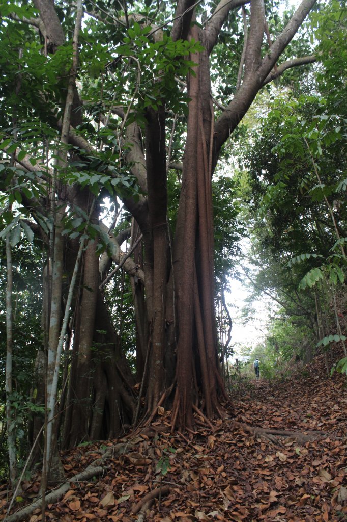 20230429高雄月茶縱走_2138566