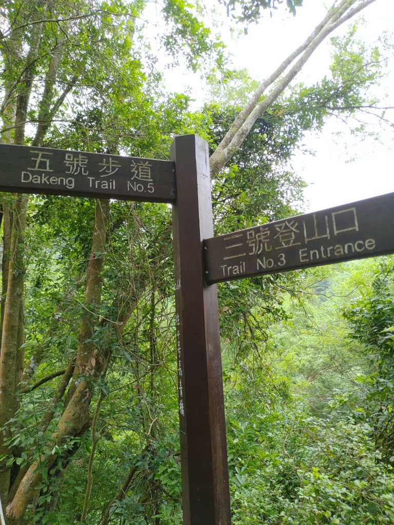 20230610大坑3-1號4號步道_2178911