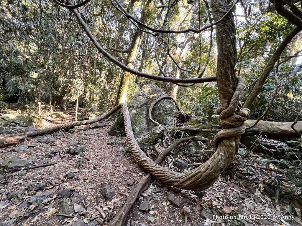 雪山坑步道（巨人之手）_2986476