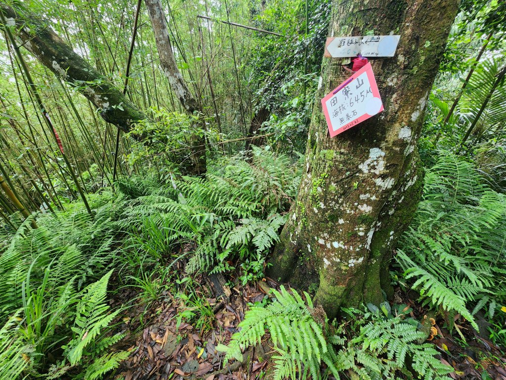20250427大山背山田寮山毬子山騎龍山_2933652