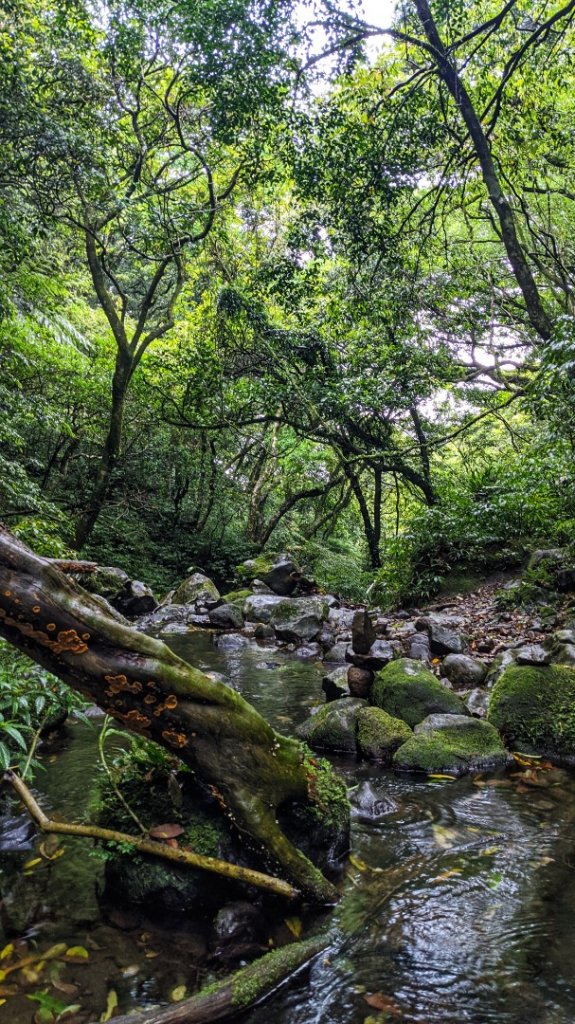 小觀音山西西峰 - 西峰 - 北峰封面圖