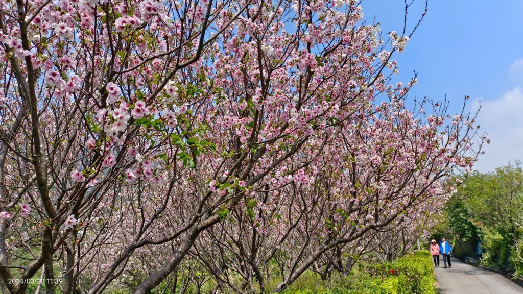 陽明山上墨染櫻大爆發_2457644
