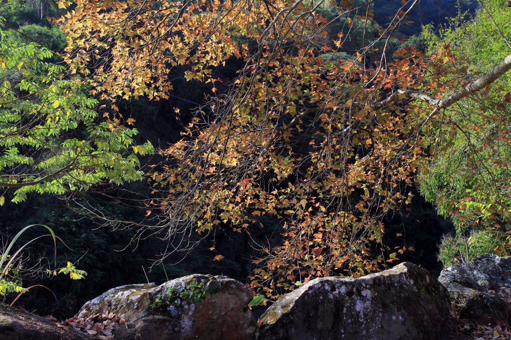 【南投~信義 】牛稠坑賞梅_1254921