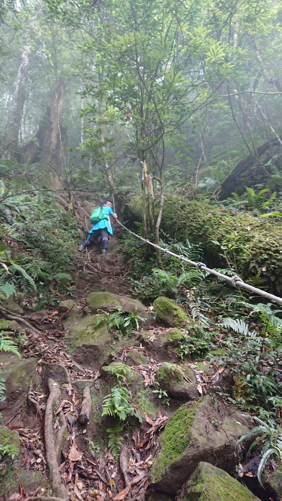 內鳥嘴山之巧遇藍腹鷳_348817