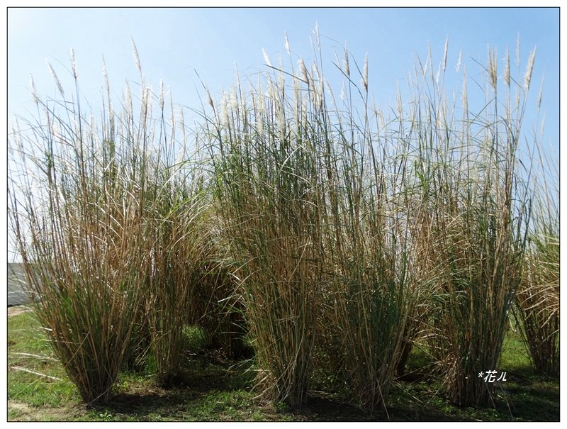 台中中央公園_1585750