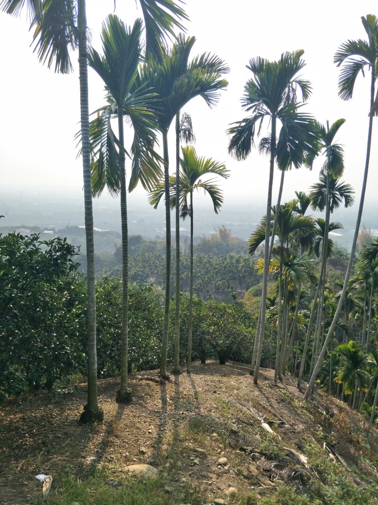 荷苞山登山步道_1257474