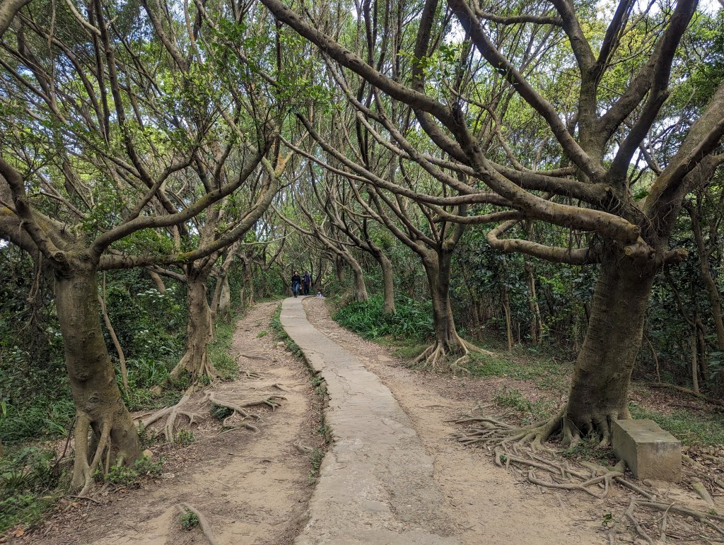 桃園虎頭山七連峰Ｏ型路線_2040506