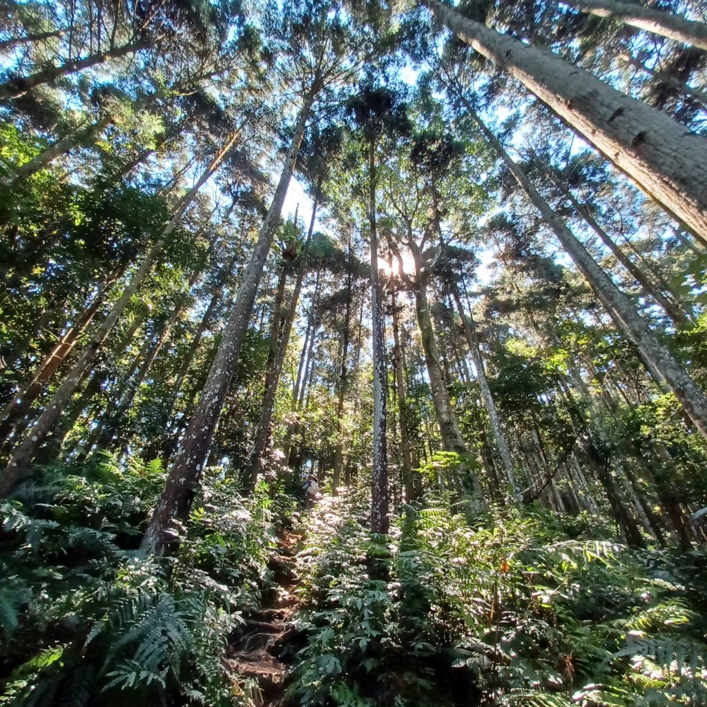 【苗栗南庄】向天湖山光天高山小O繞_2933150