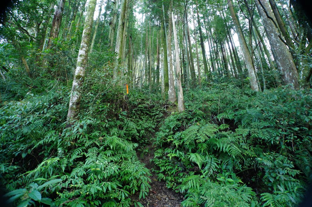 桃園-三峽 志繼山、東眼山、拉卡山、卡外山_3005176