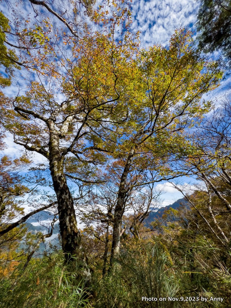 台灣國家山毛櫸步道_2355415