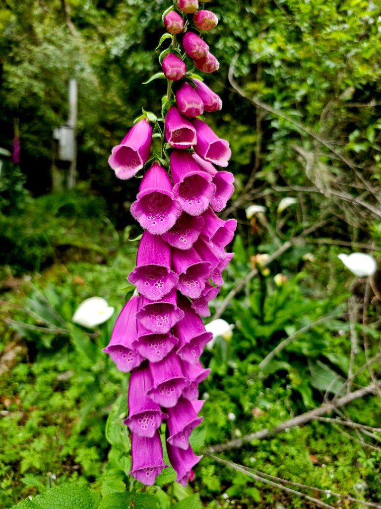 卡拉寶山-小百岳#86-花蓮縣秀林鄉_2796179