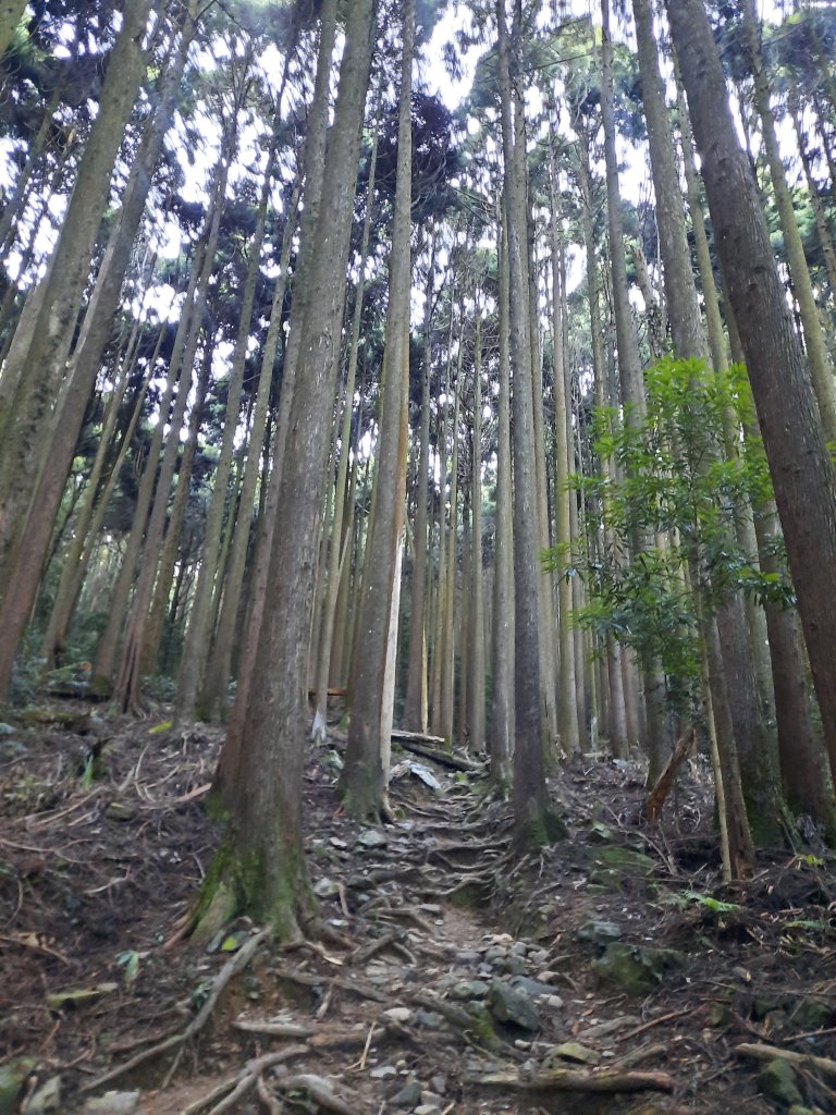 加里山 杜鵑嶺 鐵道 大O型 大坪上_1053356