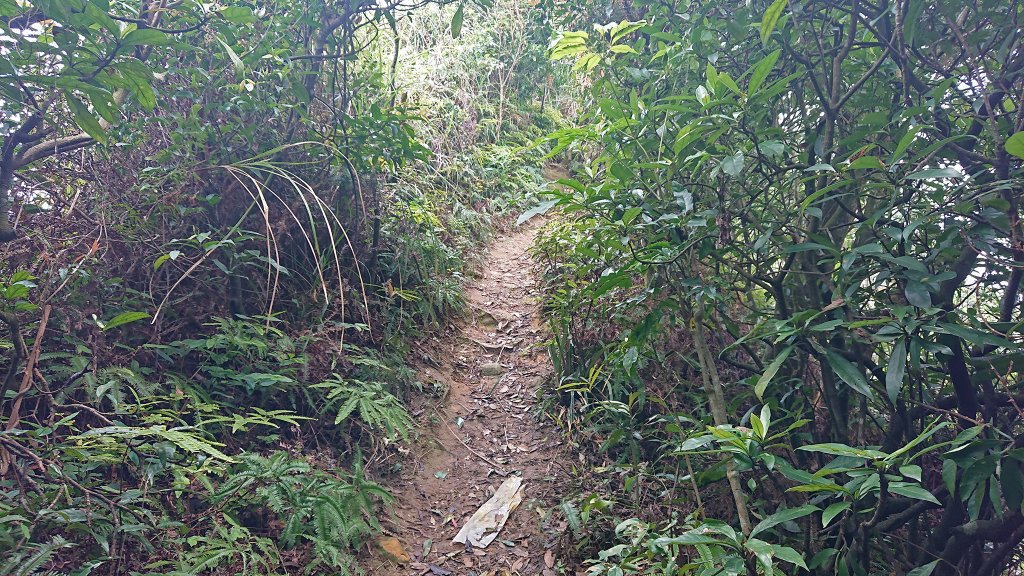 2019.04.05大武崙山_852287