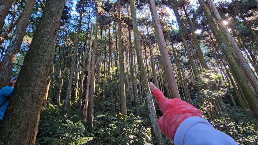 新竹尖石蓮包山+鴛鴦谷鰻潭瀑布O型走_2379199